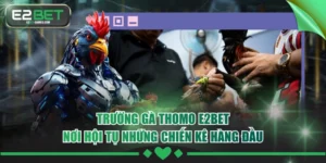 Trường Gà Thomo E2BET